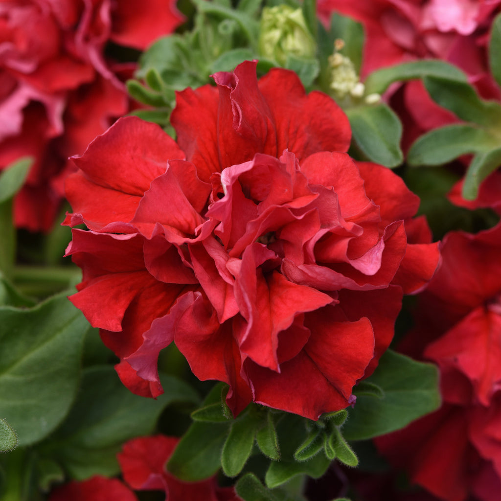 cascade petunia - valentine red