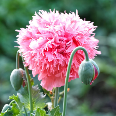 poppy - rose feathers