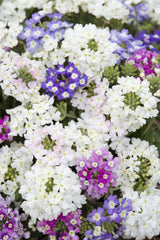 verbena - scentsation mix