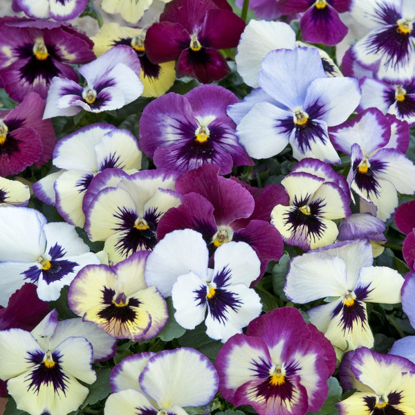 viola - raspberry days