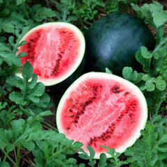 watermelon - sugary baby