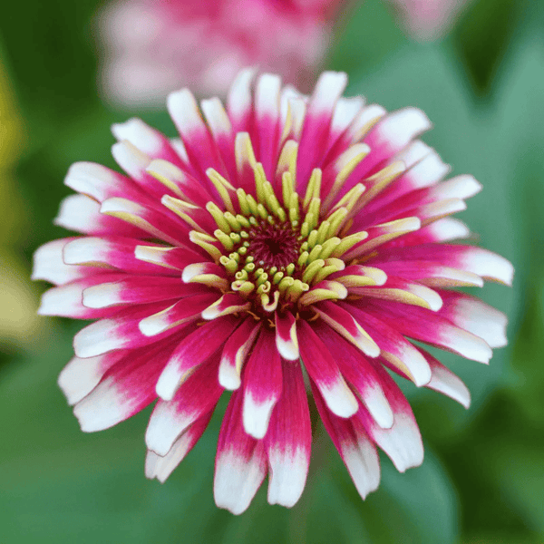 zinnia 'whirlygig mix"