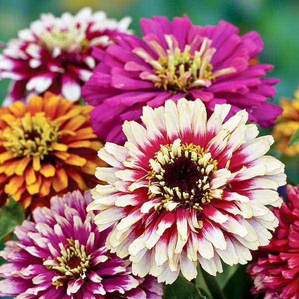 zinnia 'whirlygig mix"