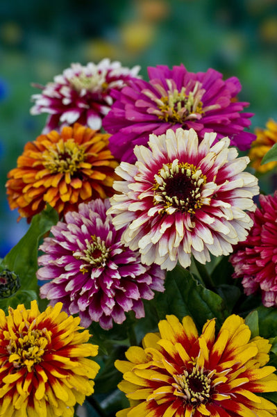 zinnia 'whirlygig mix"
