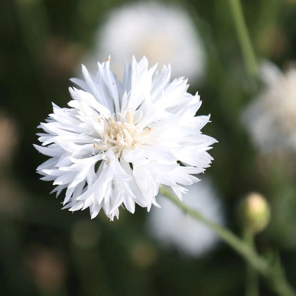 centaurea - white ball