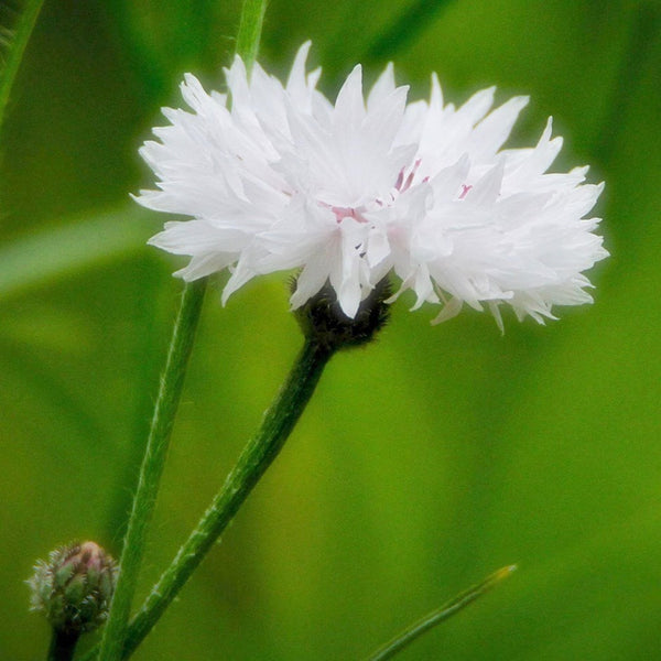 centaurea - white ball