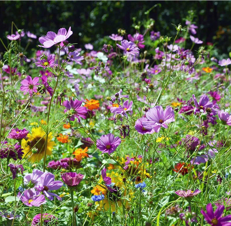 wildflower - hummingbird