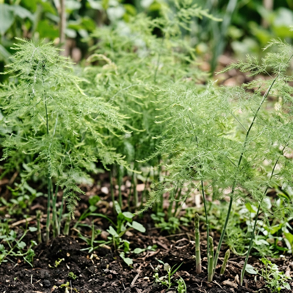 Asparagus | Mary Washington