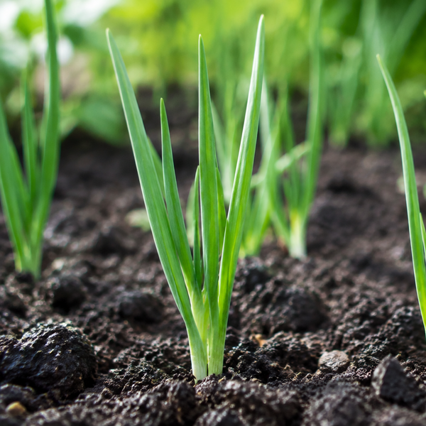 Onion | Spanish 'Ailsa Craig'