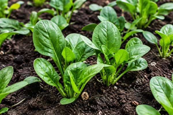 Spinach | Olympia