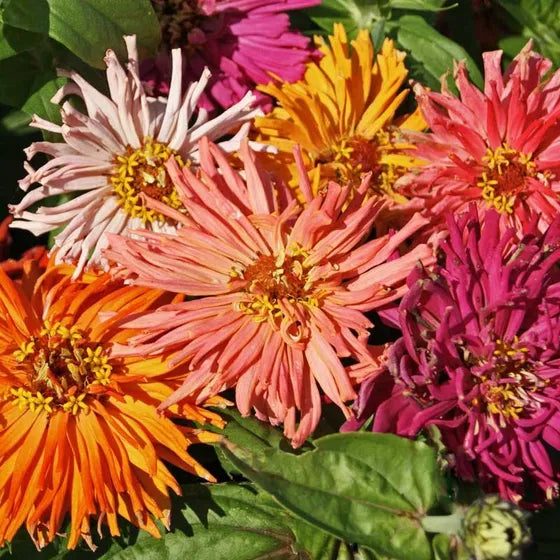 zinnia - giant cactus mix