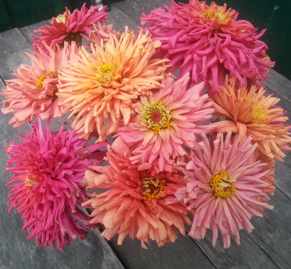 zinnia - giant cactus mix