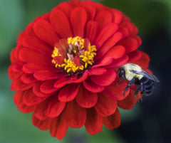 zinnia - cherry queen
