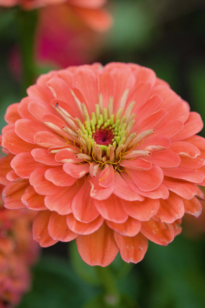 zinnia - fruity beauty