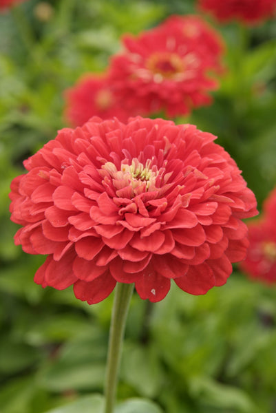 zinnia - coral beauty