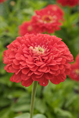 zinnia - coral beauty