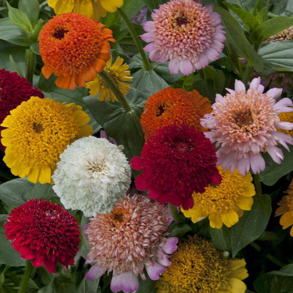 zinnia - cresto mix