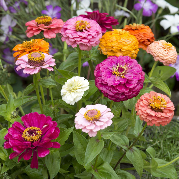 zinnia - cut and come again