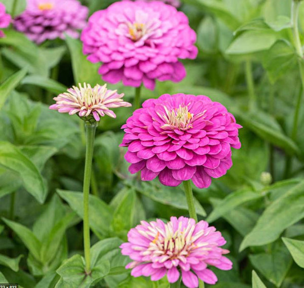 zinnia - dream