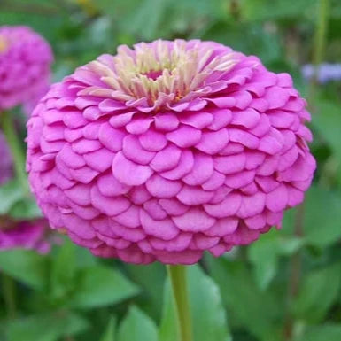 zinnia - dream