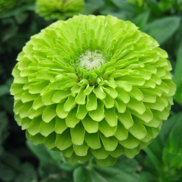 zinnia - envy