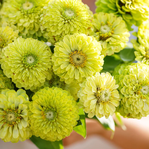 zinnia - envy