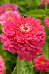 zinnia - exquisite