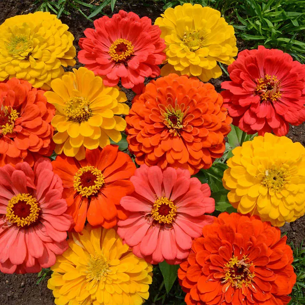 zinnia - fruity beauty