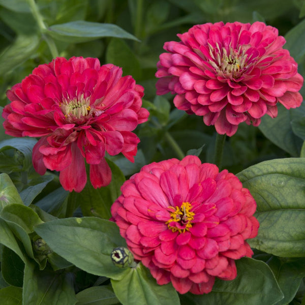 zinnia - illumination