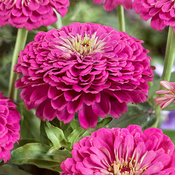 zinnia - illumination