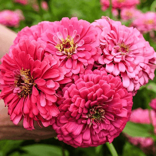 zinnia - illumination