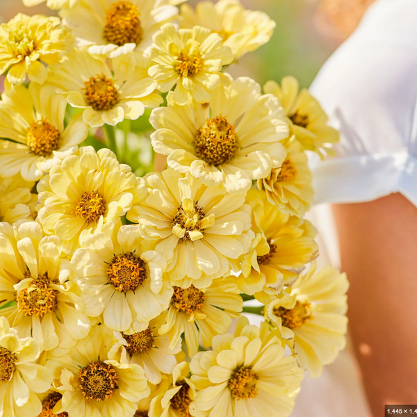 zinnia - isabellina