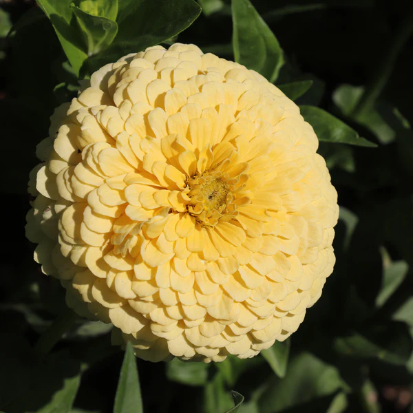 zinnia - isabellina