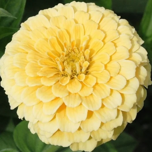 zinnia - isabellina