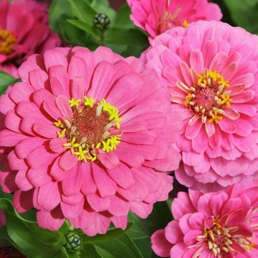 zinnia - luminosa