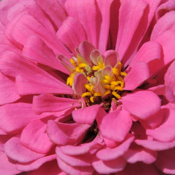 zinnia - luminosa