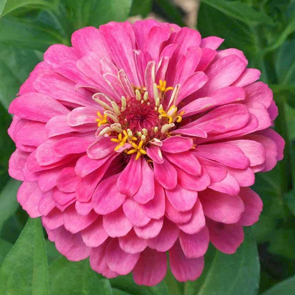 zinnia - luminosa