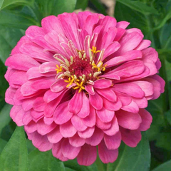 zinnia - luminosa