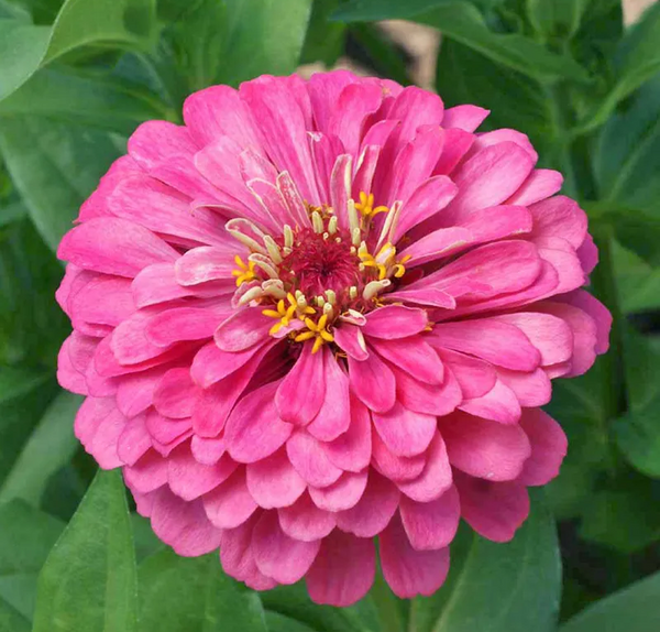 zinnia - peachy keen