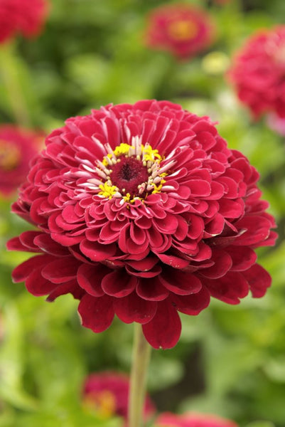 zinnia - meteor