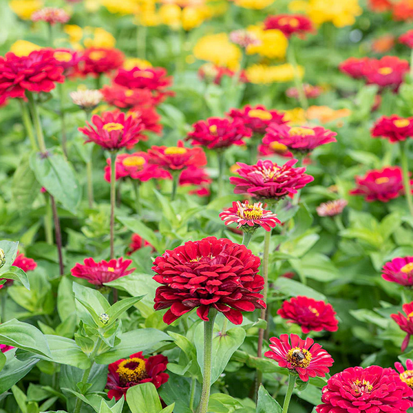 zinnia - meteor