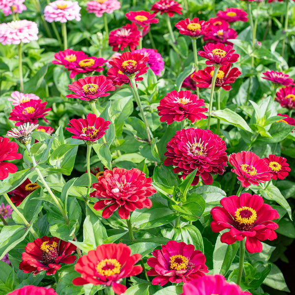 zinnia - meteor