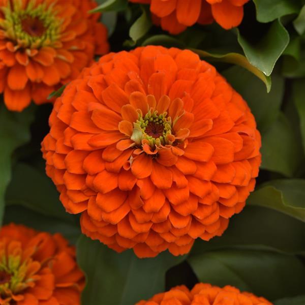 zinnia - peachy keen