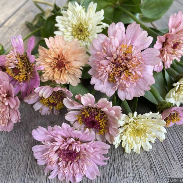 zinnia - peaches and cream