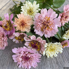 zinnia - peaches and cream