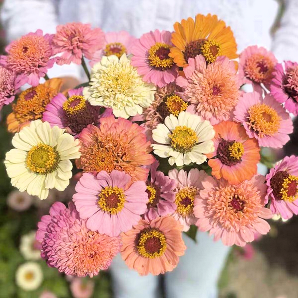 zinnia - peaches and cream