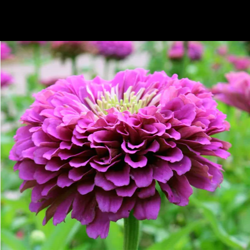 zinnia - purple prince