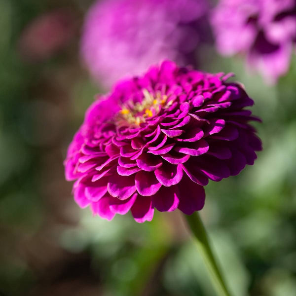 zinnia - purple prince