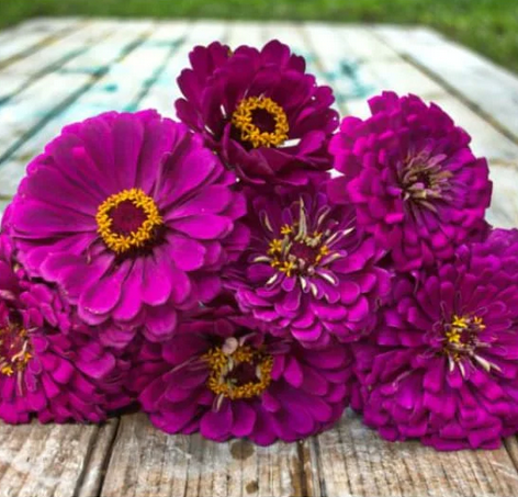 zinnia - purple prince