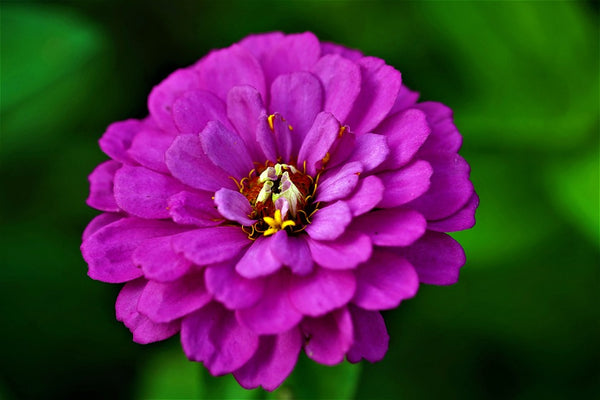 zinnia - mardi gras